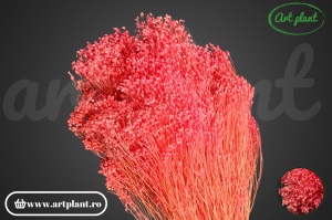 Broom Roz