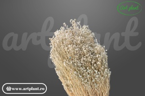 Broom Turquoise