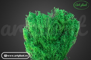 Broom verde (G)