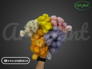 Buchet capblume Galben - Img 2