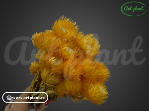 Buchet capblume Portocaliu - Img 3