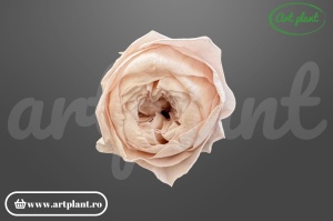 Bujor criogenat Blush / Roz Pudrat