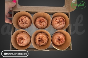 Bujori Criogenați Caramel Toff 01 - Img 2