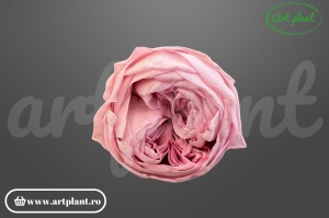 Bujori Criogenați Roz Pal Pin04