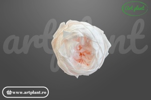 Bujor stabilizat natural din Ecuador, diametru 5 cm, înălțime 4 cm, 1 bucată