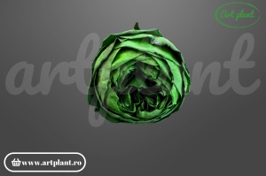 Bujori Criogenați Verde Inchis Gre02