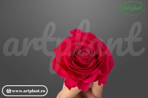 Buttercup Stabilizat Chery Blush