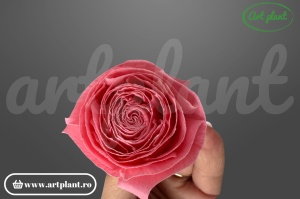 Buttercup Stabilizat Roz
