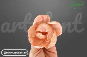Cap Bujor Sola 6cm Roz Somon