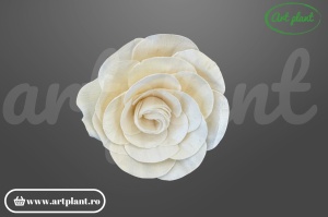 Capete begonie sola 8cm