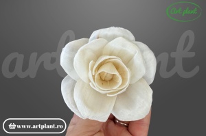 Capete bujor deschis sola 8cm