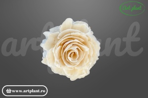 Cap bujor sola 8 cm cu petale dense stratificate, floare decorativă albă din lemn de sola
