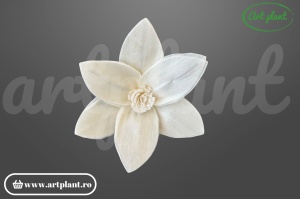 Cap crin Star Gazer sola 6 cm cu petale recurvate, floare decorativă exotică din lemn de sola
