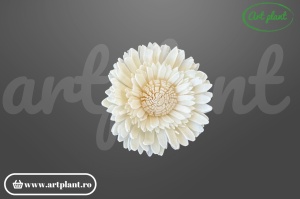 Cap floarea soarelui dublă sola 6 cm cu petale pe două rânduri, floare decorativă voluminoasă din lemn de sola