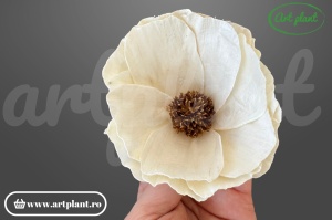 Cap mac sola 10 cm cu petale fine și delicate, floare decorativă eterică din lemn de sola