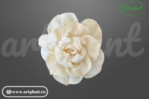 Cap magnolie sola 10 cm cu petale mari în cupă deschisă, floare decorativă elegantă din lemn de sola