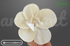 Capete orhidee new sola 10 cm