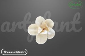 Cap orhidee new sola 4 cm model modern cu proporții fine, floare decorativă contemporană din lemn de sola