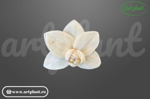 Cap orhidee old sola 6 cm model clasic cu petale largi, floare decorativă tropicală din lemn de sola