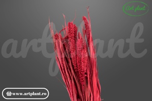 Ciumiza bordo