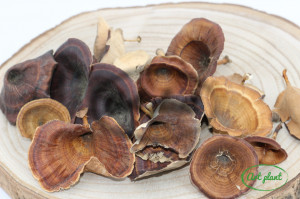 Ciuperci coltricia maro