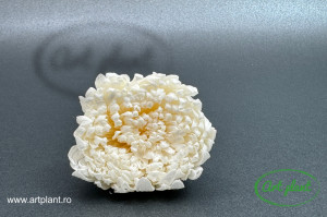 Crizantema Mille-Feuilles white - Img 1