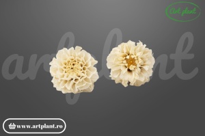 lie Mini Crem stabilizată cap de floare 3-4 cm fără codița – Art Plant