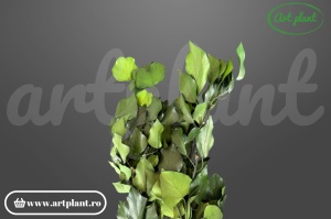 Ederă stabilizată verde (G)