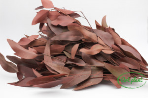 Eucalipt Burgundy - Img 1
