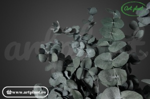 Eucalipt Cinerea Green - Img 2