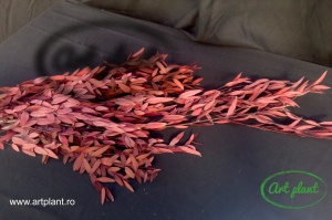 Eucalipt Parvifolia Red
