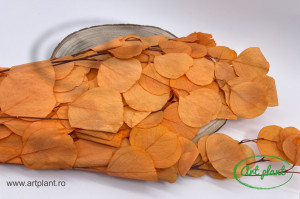 Eucalipt Populus Orange - Img 2