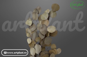 Eucalipt populus verde kaki