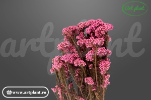 Floare de Orez Criogenata Pink