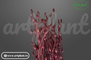 Floratina bordo (G)