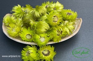 Flori paie capblume verzi
