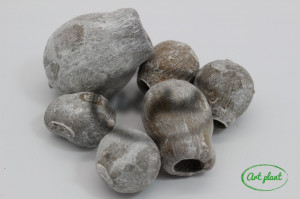 Fructe Eucalipt Clopot Alb Prafuit