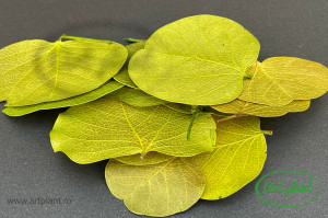 Frunze Moneta Verde - Img 1