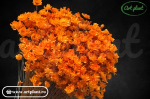 Glixia orange (G)