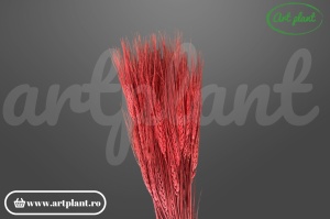 Grau cu spic lung bordo
