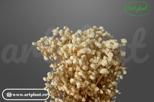 Gypsophila Alb-Ivoire