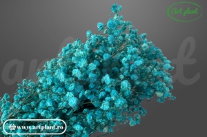 Gypsophila Baby Blue