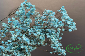 Gypsophila Criogenată Baby Blue