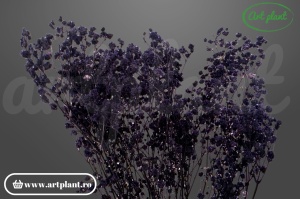 Gypsophila criogenată Purple
