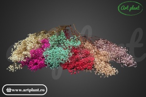 Gypsophila Criogenată Rosu - Img 3