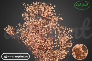 Gypsophila Criogenată Roz Pal - Img 1