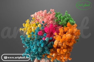 Gypsophila Rainbow