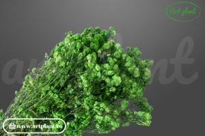 Gypsophila Verde