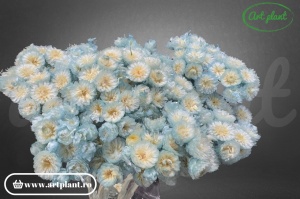 Helichrysum italian albastru deschis - Img 2