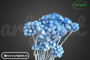 Helichrysum Italian Baby Blue stabilizat, floare naturală